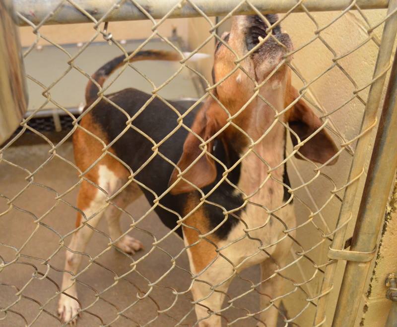 Clayton Hound