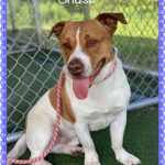 Adoptable (Official) Georgia Dogs for April 26, 2021