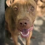 Adoptable (Official) Georgia Dogs for April 14, 2021
