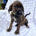 Adoptable (Official) Georgia Dogs for April 22, 2021
