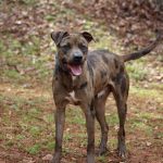 Adoptable (Official) Georgia Dogs for April 13, 2021