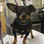 Adoptable (Official) Georgia Dogs for April 9, 2021