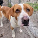 Adoptable (Official) Georgia Dogs for April 28, 2021