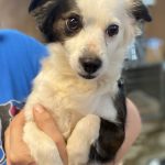 Adoptable (Official) Georgia Dogs for April 30, 2021
