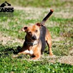 Adoptable (Official) Georgia Dogs for April 12, 2021