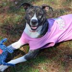 Adoptable (Official) Georgia Dogs for April 7, 2021