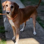 Adoptable (Official) Georgia Dogs for May 21, 2021