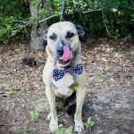 Adoptable (Official) Georgia Dogs for May 14, 2021