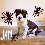 Adoptable (Official) Georgia Dogs for May 25, 2021