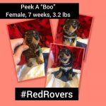 Adoptable (Official) Georgia Dogs for May 11, 2021
