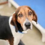 Adoptable (Official) Georgia Dogs for May 27, 2021