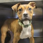 Adoptable (Official) Georgia Dogs for May 10, 2021