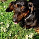 Adoptable (Official) Georgia Dogs for May 13, 2021