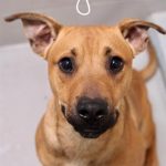 Adoptable (Official) Georgia Dogs for May 18, 2021