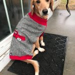 Adoptable (Official) Georgia Dogs for May 12, 2021