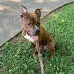 Adoptable (Official) Georgia Dogs for June 23, 2021