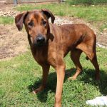 Adoptable (Official) Georgia Dogs for June 28, 2021