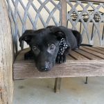 Adoptable (Official) Georgia Dogs for June 4, 2021