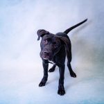 Adoptable (Official) Georgia Dogs for June 2, 2021