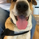 Adoptable (Official) Georgia Dogs for June 1, 2021