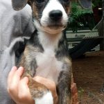 Adoptable (Official) Georgia Dogs for June 16, 2021