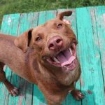 Adoptable (Official) Georgia Dogs for June 9, 2021