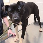 Adoptable (Official) Georgia Dogs for June 3, 2021