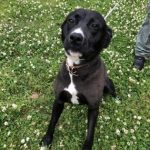 Adoptable (Official) Georgia Dogs for June 25, 2021