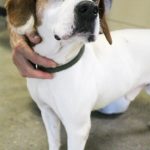 Adoptable (Official) Georgia Dogs for June 24, 2021
