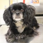 Adoptable (Official) Georgia Dogs for June 21, 2021