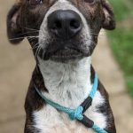 Adoptable (Official) Georgia Dogs for July 2, 2021