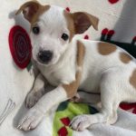 Adoptable (Official) Georgia Dogs for July 21, 2021