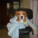 Adoptable (Official) Georgia Dogs for July 27, 2021