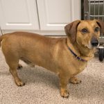 Adoptable (Official) Georgia Dogs for July 28, 2021
