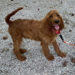 Adoptable (Official) Georgia Dogs for July 16, 2021