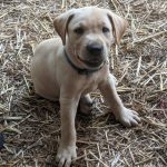 Adoptable (Official) Georgia Dogs for July 22, 2021