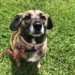Adoptable (Official) Georgia Dogs for July 29, 2021
