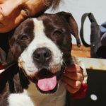 Adoptable (Official) Georgia Dogs for July 26, 2021