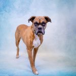 Adoptable (Official) Georgia Dogs for July 12, 2021