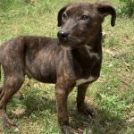 Adoptable (Official) Georgia Dogs for July 7, 2021