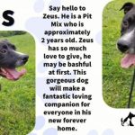 Adoptable (Official) Georgia Dogs for July 19, 2021