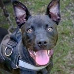 Adoptable (Official) Georgia Dogs for August 23, 2021