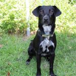 Adoptable (Official) Georgia Dogs for August 17, 2021