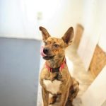 Adoptable (Official) Georgia Dogs for August 5, 2021