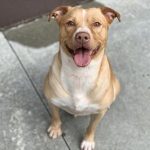 Adoptable (Official) Georgia Dogs for August 2, 2021