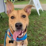 Adoptable (Official) Georgia Dogs for August 3, 2021
