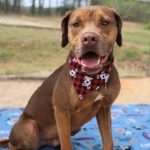 Adoptable (Official) Georgia Dogs for August 4, 2021