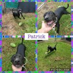 Adoptable (Official) Georgia Dogs for August 25, 2021