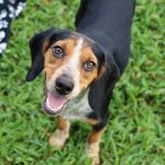 Adoptable (Official) Georgia Dogs for September 28, 2021