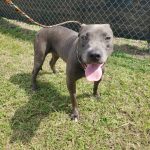Adoptable (Official) Georgia Dogs for September 30, 2021